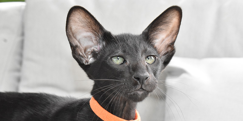 Black male Oriental Shorthair kitten for sale