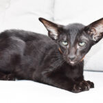 Fidget Black Oriental shorthair kitten