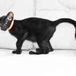 Fidget Black Oriental shorthair kitten