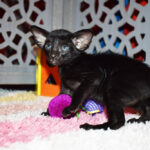 Freyja Black Oriental shorthair kitten