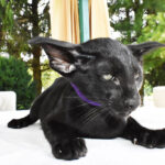 Geralt Black Oriental shorthair kitten