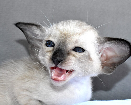 Available Siamese kitten for sale