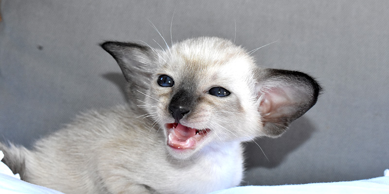 Available Siamese kitten for sale