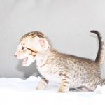 Leo Chocolate Spotted Tabby Oriental shorthair kitten