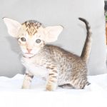Leo Chocolate Spotted Tabby Oriental shorthair kitten