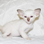 Lilo Chocolate-point Siamese kitten