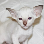 Lilo Chocolate-point Siamese kitten