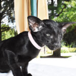 Luna Black Oriental shorthair kitten