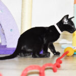 Luna Black Oriental shorthair kitten