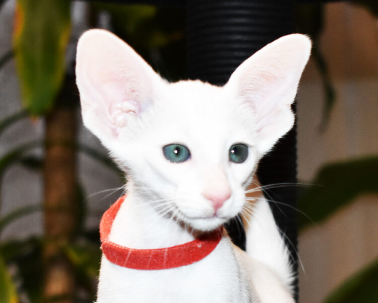 Pearl White with Green Eyes Oriental shorthair Female kitten for sale