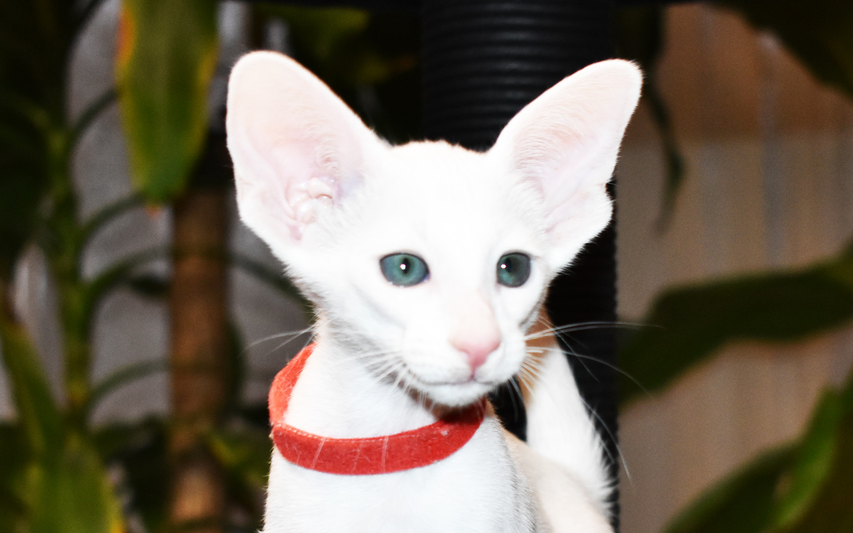 Oriental Shorthair White kitten for sale