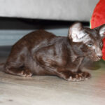 Reishi Chocolate Oriental shorthair kitten