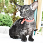 Stone Black Oriental shorthair kitten