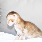 Yara Chocolate Ticked Tabby Oriental shorthair kitten
