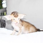 Yara Chocolate Ticked Tabby Oriental shorthair kitten