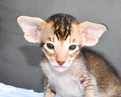 Yara Chocolate Ticked Tabby Oriental shorthair Female kitten for sale