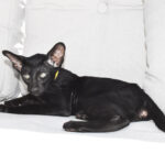 Zorro Black Oriental shorthair kitten