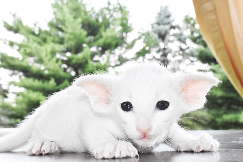 Oriental Shorthair 5-week-old kitten solid white color