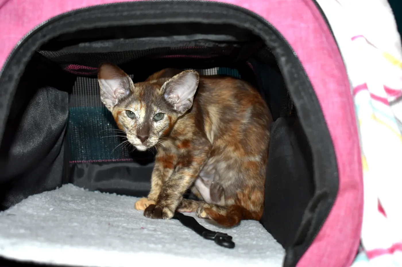 Oriental Shorthair kitten is hiding in a carrier