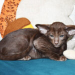 Mr. Bigglesworth Chocolate Oriental shorthair kitten