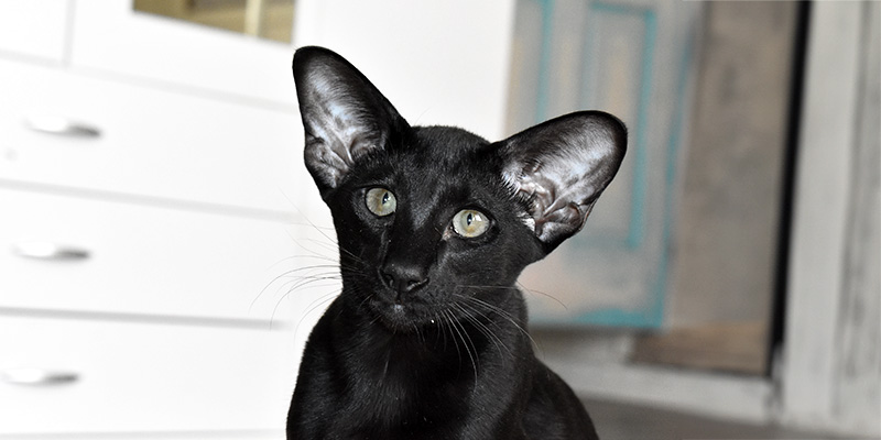 Black Oriental Shorthair kitten available for adoption