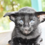 Portia Black Oriental shorthair kitten