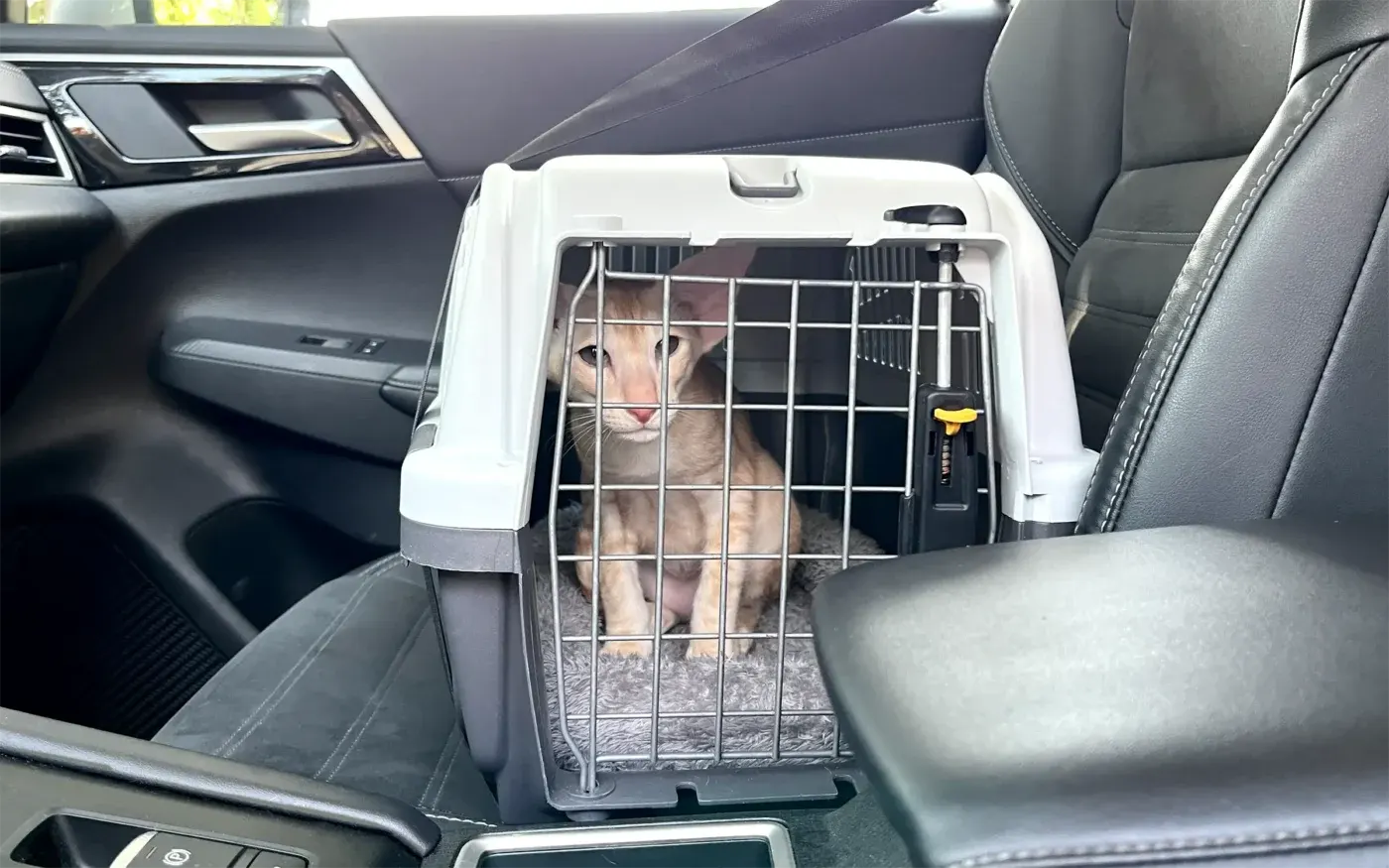 Oriental Shorthair kitten sits comfortably in a secure pet carrier placed on the passenger seat of a car, ready for transportation. The carrier is safely secured with a seatbelt, ensuring the kitten's safety during the journey. The car's interior is modern and clean, reflecting a well-planned and caring approach to pet travel.