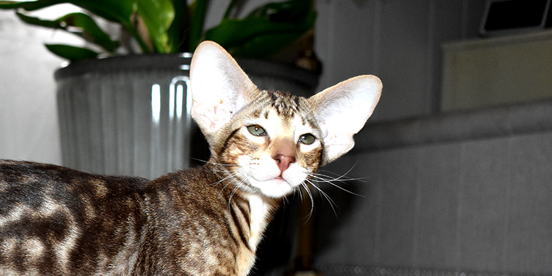 Available for adoption Oriental Shorthair kitten Bihma Black spotted tabby male