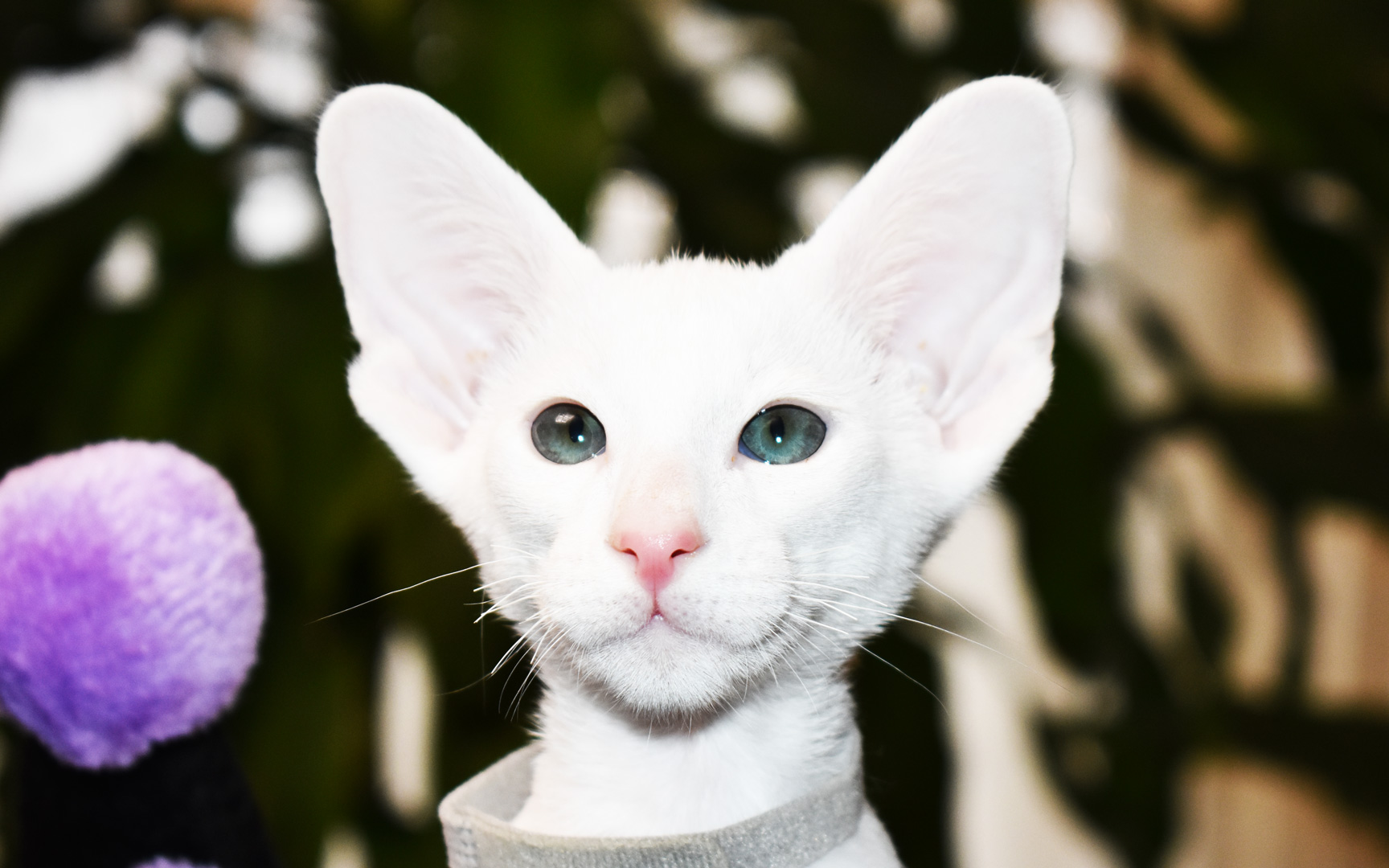 Oriental Shorthair kitten-White male for sale