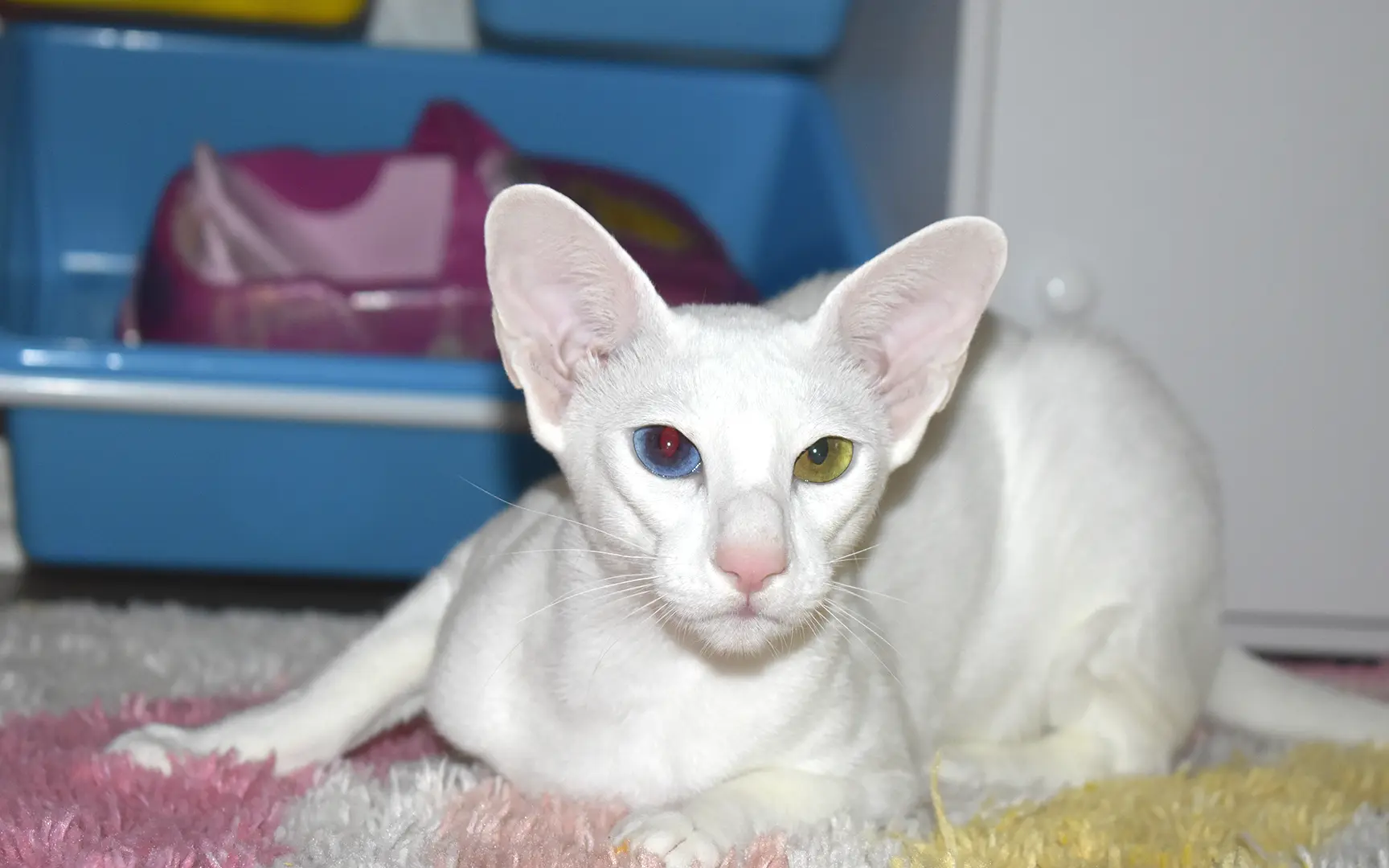 Oriental Shorthair white female cat Jasmine Wisp with odd eyes