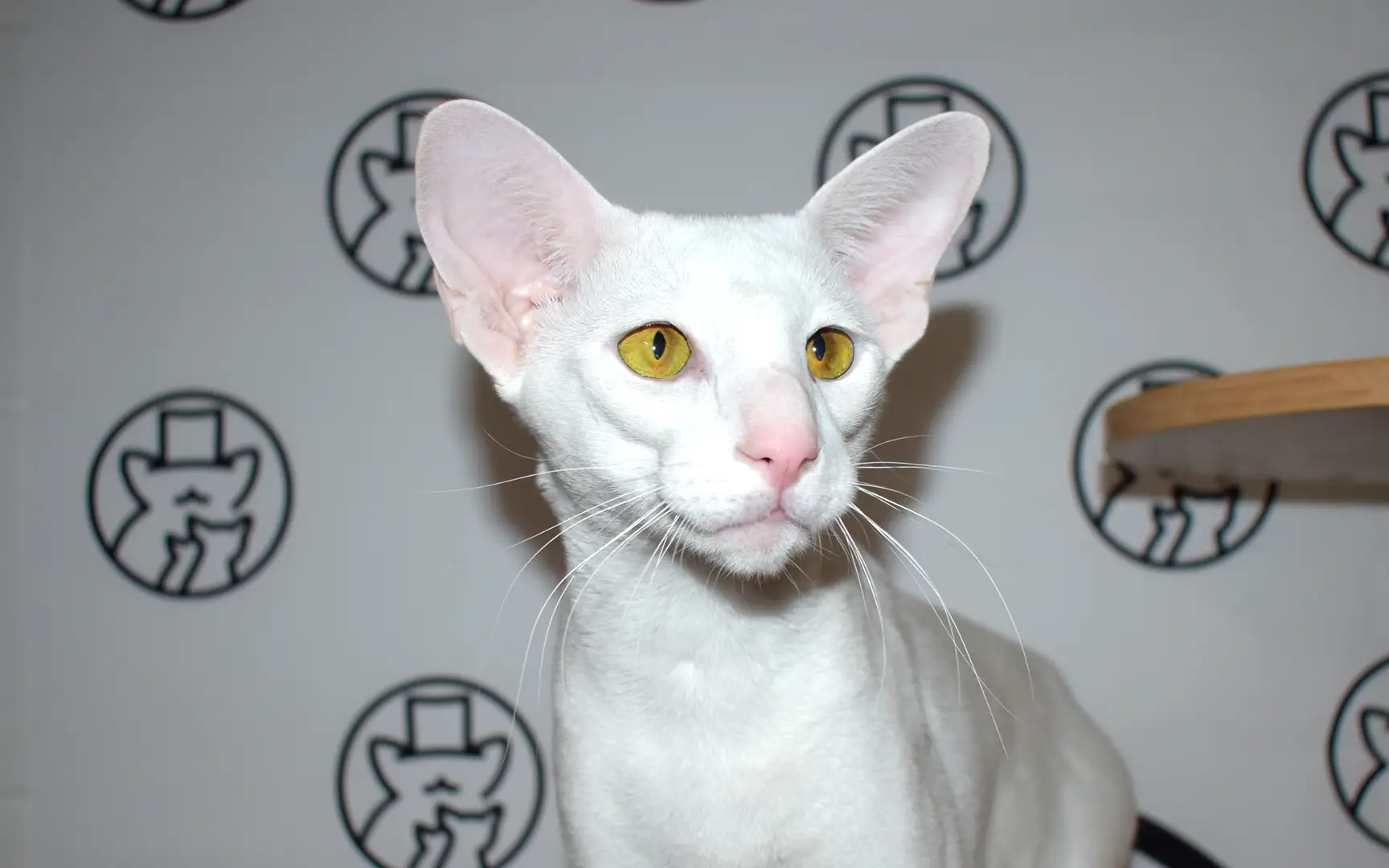 Oriental Shorthair white male cat with green eyes