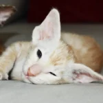 Apricus Red Smoke Oriental shorthair kitten