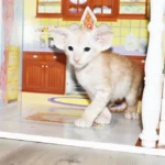Apricus Red Smoke Oriental shorthair kitten