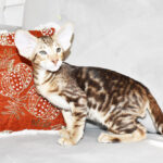 Leo Joseph Chocolate Marbled Tabby Oriental shorthair kitten