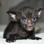 Gouda Black Oriental shorthair kitten