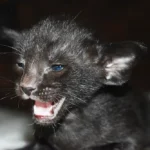 Gouda Black Oriental shorthair kitten