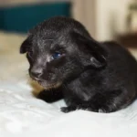 Heera Black Oriental shorthair kitten