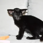 Heera Black Oriental shorthair kitten