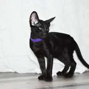Smudge Black Oriental shorthair kitten
