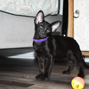 Smudge Black Oriental shorthair kitten