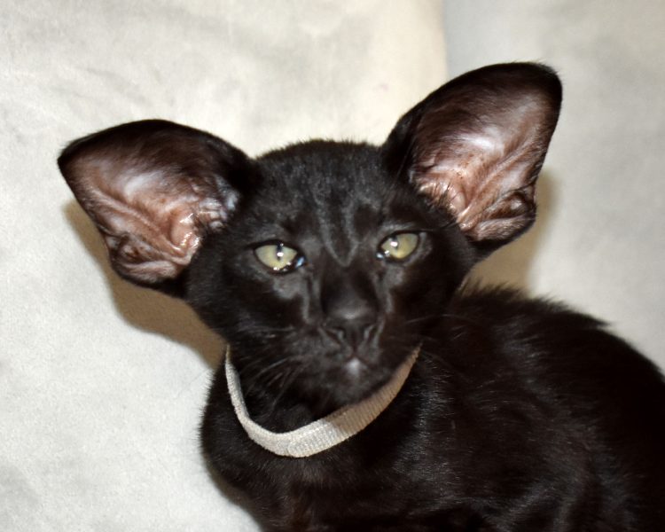 Loki Black Oriental shorthair Male kitten for sale
