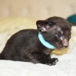 Cheddar Black Oriental shorthair kitten