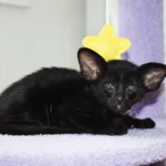 Loki Black Oriental shorthair kitten