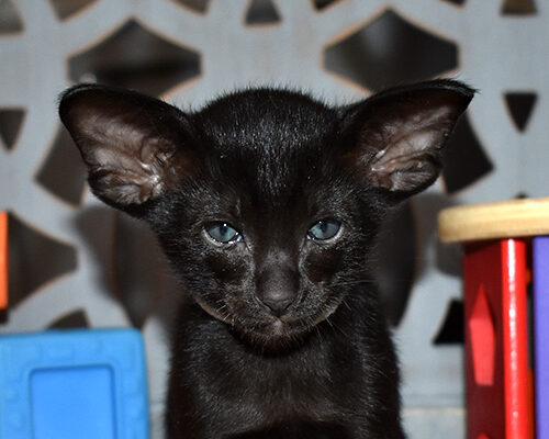 Available for sale Black Oriental Shorthair kitten