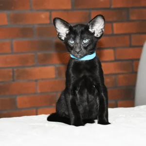 Maegor Targaryen Black Oriental shorthair kitten