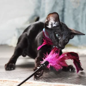 Maegor Targaryen Black Oriental shorthair kitten
