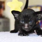 Roquefort Black Oriental shorthair kitten