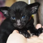 Roquefort Black Oriental shorthair kitten