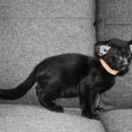 Arthur Conan Doyle Black Oriental shorthair kitten