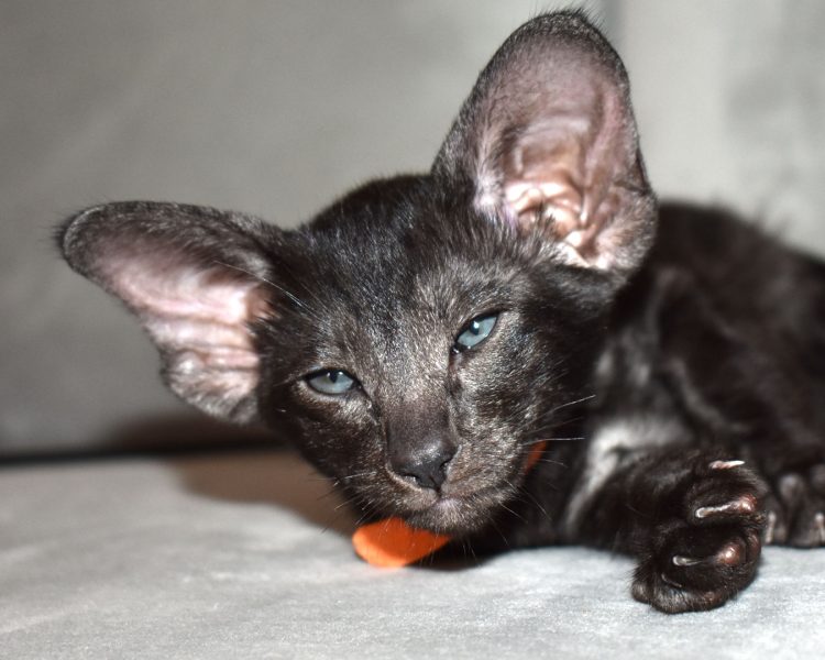 Black Smoke Oriental Shorthair kitten for adoption Asti